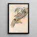 Les mammifères d'Australie Pl025 - John Gould — quadro incorniciato alla parete