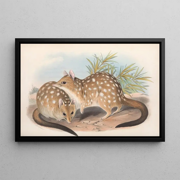 John Gould - The mammals of Australia Pl030.webp
