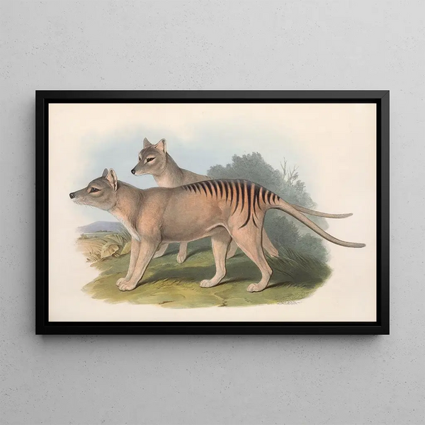 I mammiferi dell'Australia, Pl. 032 - John Gould — quadro incorniciato alla parete