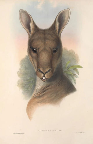 John Gould - The mammals of Australia Pl037.webp