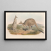 I mammiferi dell'Australia Pl038 - John Gould — quadro incorniciato alla parete