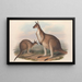 I mammiferi dell'Australia Pl040 - John Gould — quadro incorniciato alla parete
