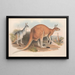 I mammiferi dell'Australia Pl043 - John Gould — quadro incorniciato alla parete