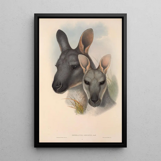 John Gould - The mammals of Australia Pl046.webp