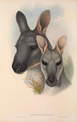John Gould - The mammals of Australia Pl046.webp