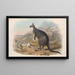I mammiferi dell'Australia, Pl047 - John Gould — quadro incorniciato alla parete