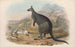 I mammiferi dell'Australia, Pl047 - John Gould — vista dell’opera
