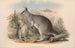 I mammiferi dell'Australia Pl049 - John Gould — vista dell’opera