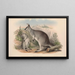 I mammiferi dell'Australia Pl049 - John Gould — quadro incorniciato alla parete
