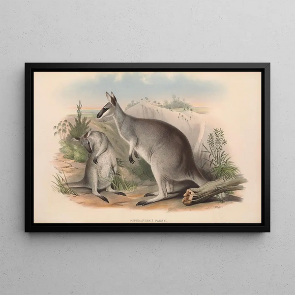 I mammiferi dell'Australia Pl049 - John Gould — quadro incorniciato alla parete