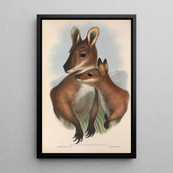 John Gould - The mammals of Australia Pl050.webp
