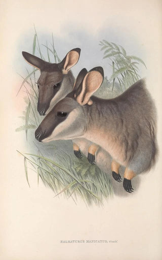 John Gould - The mammals of Australia Pl056.webp