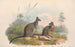 I mammiferi dell'Australia, tav. 059 - John Gould — vista dell’opera