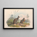 I mammiferi dell'Australia, tav. 059 - John Gould — quadro incorniciato alla parete
