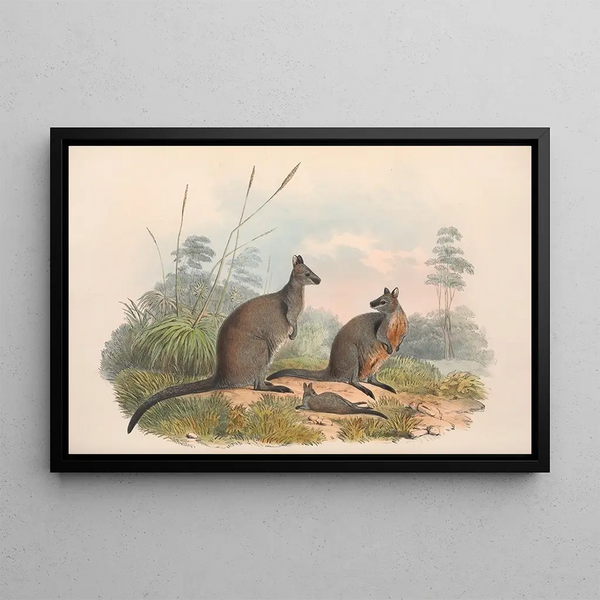 I mammiferi dell'Australia, tav. 059 - John Gould — quadro incorniciato alla parete