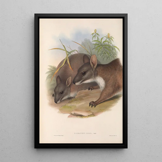 John Gould - The mammals of Australia Pl064.webp