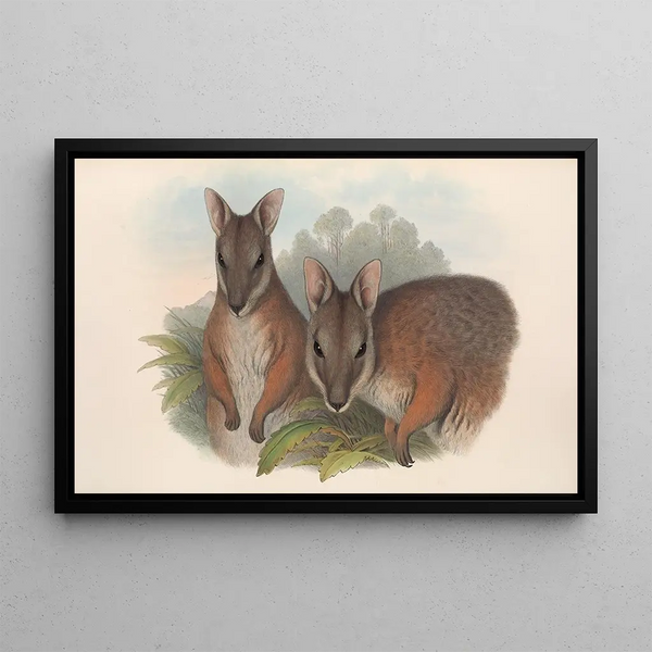 I mammiferi dell'Australia Pl065 - John Gould — quadro incorniciato alla parete