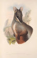 Les mammifères d'Australie Pl075 - John Gould — vista dell’opera