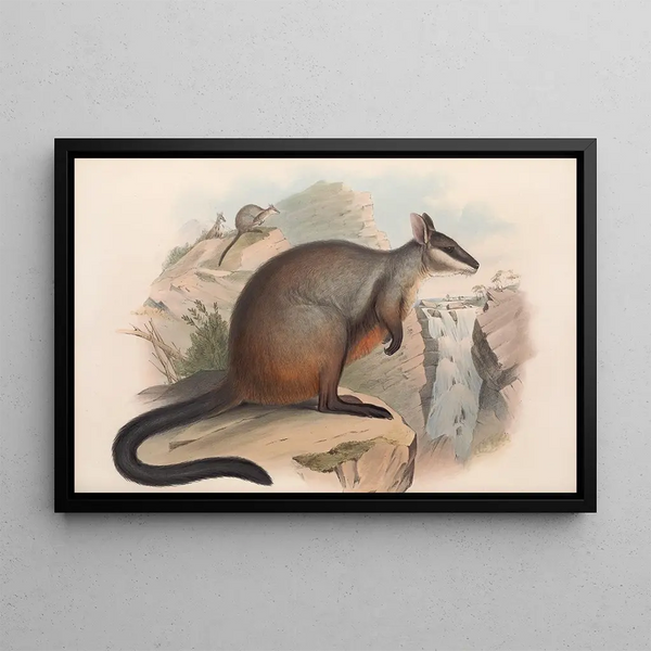 I mammiferi dell'Australia Pl076 - John Gould — quadro incorniciato alla parete