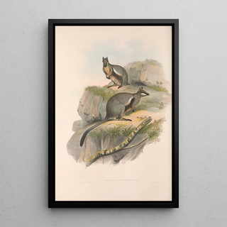 John Gould - The mammals of Australia Pl078.webp