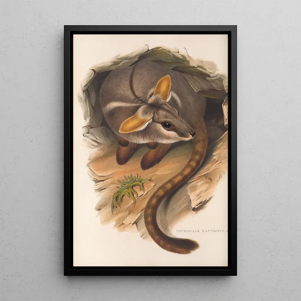 John Gould - The mammals of Australia Pl079.webp