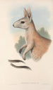 I mammiferi dell'Australia Pl088 - John Gould — vista dell’opera