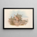I mammiferi dell'Australia Pl089 - John Gould — quadro incorniciato alla parete