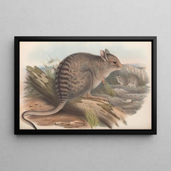 I mammiferi dell'Australia Pl092 - John Gould — quadro incorniciato alla parete