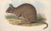 Gli mammiferi dell'Australia Pl093 - John Gould — vista dell’opera