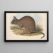 Gli mammiferi dell'Australia Pl093 - John Gould — quadro incorniciato alla parete