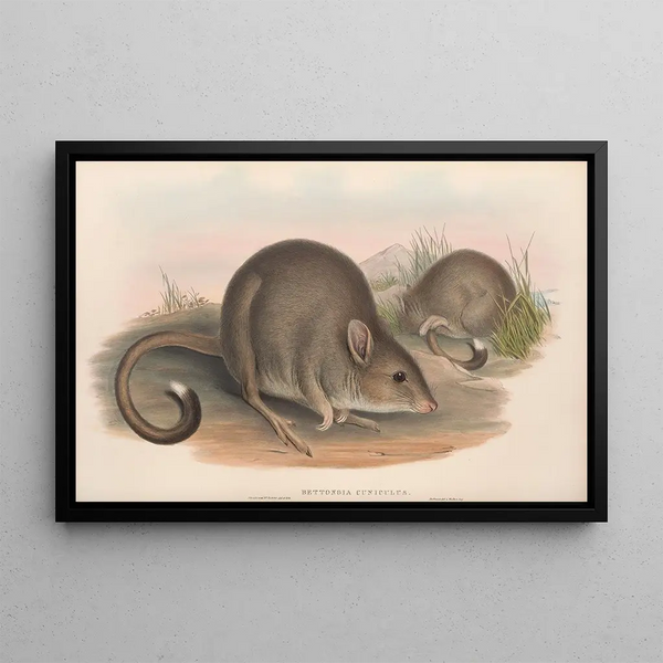 I mammiferi dell'Australia Pl099 - John Gould — quadro incorniciato alla parete