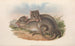 I mammiferi dell'Australia Pl100 - John Gould — vista dell’opera