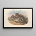 I mammiferi dell'Australia Pl100 - John Gould — quadro incorniciato alla parete