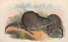 I mammiferi dell'Australia Pl105 - John Gould — vista dell’opera