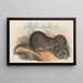 I mammiferi dell'Australia Pl105 - John Gould — quadro incorniciato alla parete
