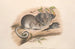 I mammiferi dell'Australia, Pl. 107 - John Gould — vista dell’opera