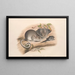 I mammiferi dell'Australia, Pl. 107 - John Gould — quadro incorniciato alla parete