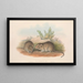 Les Mammifères d'Australie Pl119 - John Gould — quadro incorniciato alla parete