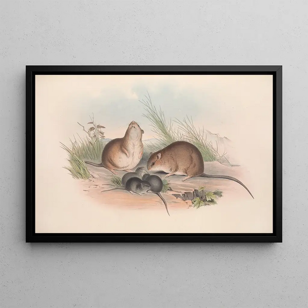 I mammiferi dell'Australia Pl120 - John Gould — quadro incorniciato alla parete