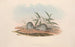 I mammiferi dell'Australia Pl127 - John Gould — vista dell’opera