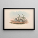 I mammiferi dell'Australia Pl127 - John Gould — quadro incorniciato alla parete