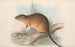 Gli mammiferi dell'Australia Pl131 - John Gould — vista dell’opera
