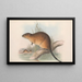 Gli mammiferi dell'Australia Pl131 - John Gould — quadro incorniciato alla parete