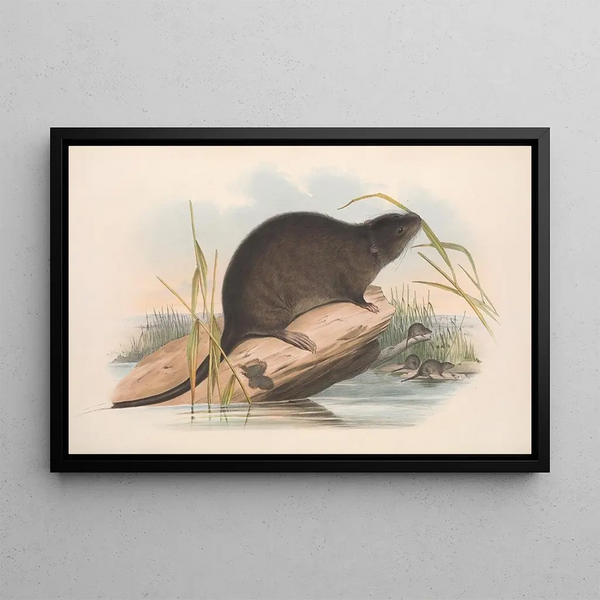 I mammiferi dell'Australia Pl133 - John Gould — quadro incorniciato alla parete