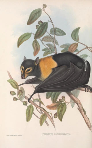 John Gould - The mammals of Australia Pl135.webp