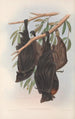 Les mammifères d'Australie Pl136 - John Gould — vista dell’opera