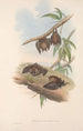 Les mammifères d'Australie Pl139 - John Gould — vista dell’opera