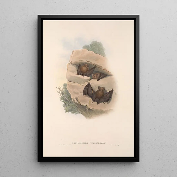 John Gould - The mammals of Australia Pl140.webp