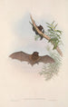 Les mammifères d'Australie Pl148 - John Gould — vista dell’opera