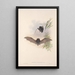 Les mammifères d'Australie Pl150 - John Gould — quadro incorniciato alla parete